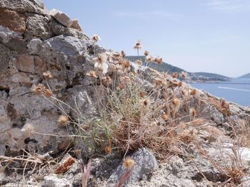 Dry flowering plant growing on rocky coast during sunny day