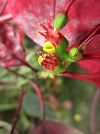 Close-up of red flowering plant