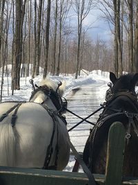 Horse cart in winter