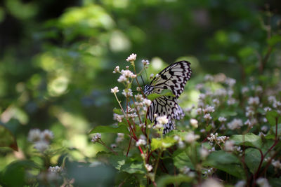 Butterfly pollinating on flower