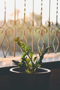 Close-up of potted plant against window