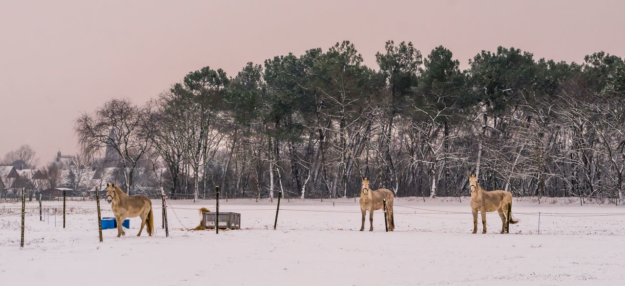 HORSES ON A FIELD IN WINTER