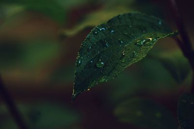 Close-up of wet plant leaves during rainy season