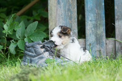 Dog sitting on grass