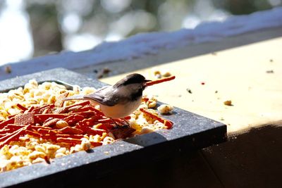 High angle view of bird perching on food plate on retaining wall