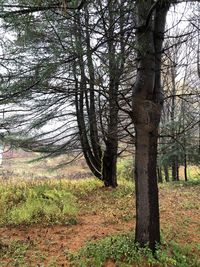 Trees on field in forest