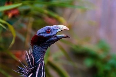 Close-up of a bird looking away