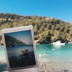 View of an animal on beach