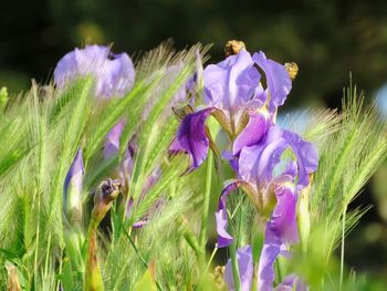 Close-up of purple flowering plant