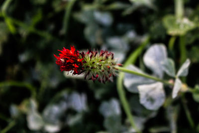 Close-up of red flowers