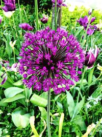 Close-up of purple flowers blooming outdoors