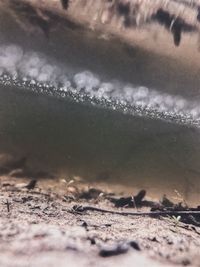 Close-up of lizard on sand against sky