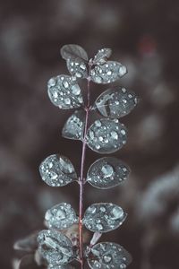 Close-up of water drops on plant