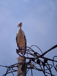 Low angle view of bird perching on cable against clear sky