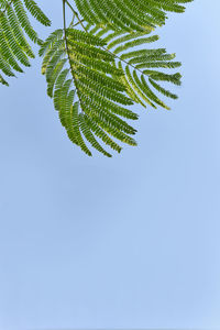 Low angle view of palm tree against clear blue sky