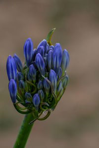 Close-up of purple tulips blooming outdoors