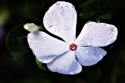 Close-up of water drops on  white petal flower. stock photo 