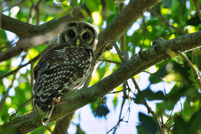 Low angle view of bird perching on tree