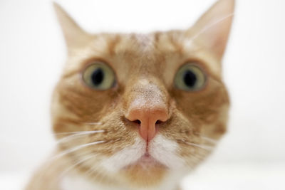 Close-up portrait of a cat