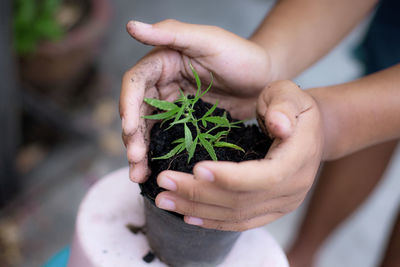 Close-up of hand holding plant