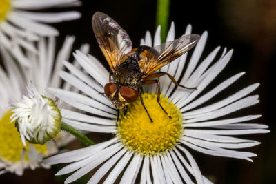 Close-up of bee on yellow flower