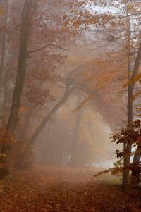 Trees in forest