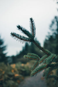 Close-up of pine tree against sky