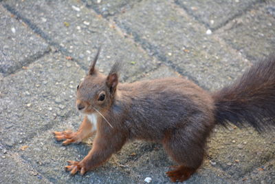 High angle view of squirrel on footpath