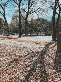 Bare trees in park during autumn