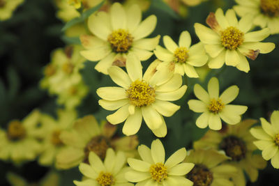 Close-up of yellow flowering plants in park