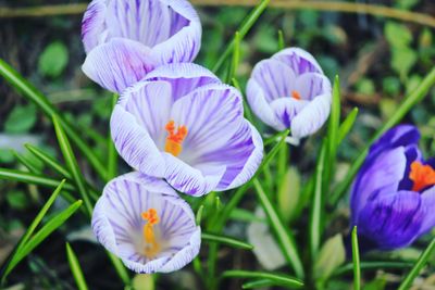 Close-up of purple flowers blooming in field