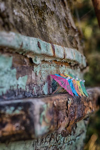 Close-up of multi colored leaves