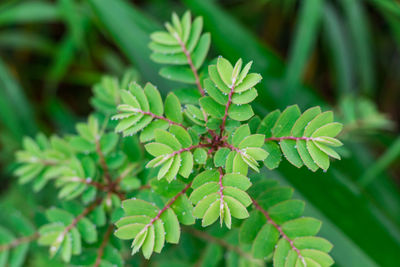 Close-up of insect on plant