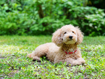 Close-up of a dog looking away