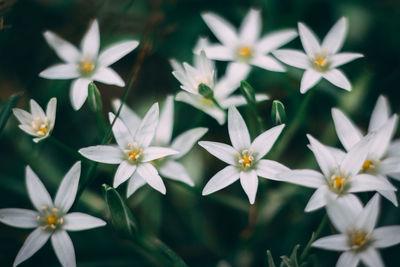 Close-up of white flowering plants