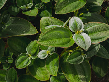 High angle view of green leaves