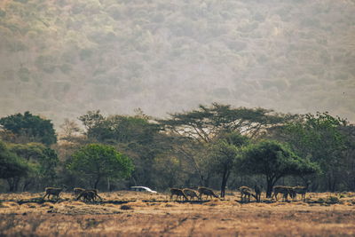 Scenic view of trees on field