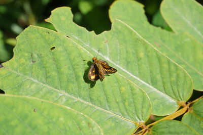 Close-up of butterfly on leaf