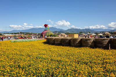 Yellow flowering plants on field against sky