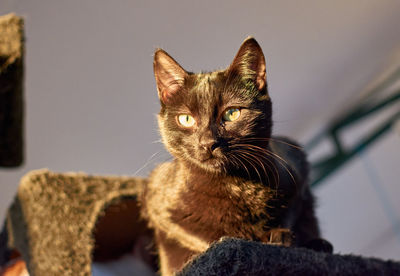 Close-up portrait of cat relaxing at home