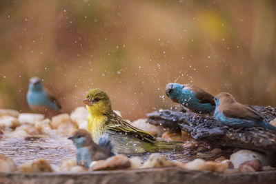 Close-up of birds in water