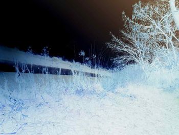 Close-up of tree against sky at night