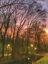 Bare trees against sky at night