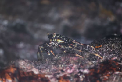 Close-up of insect on rock