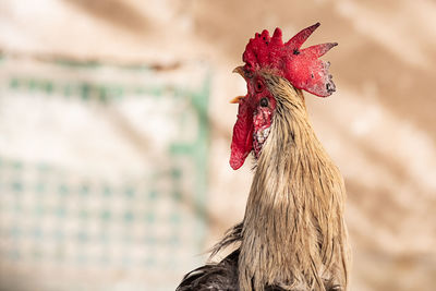 Close-up of rooster