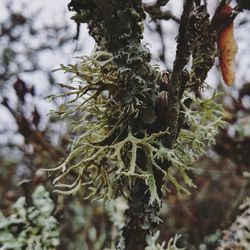 Close-up of pine tree