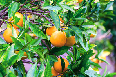 Close-up of orange fruits on tree