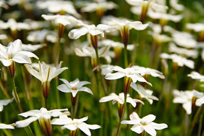 Close-up of white flowering plants