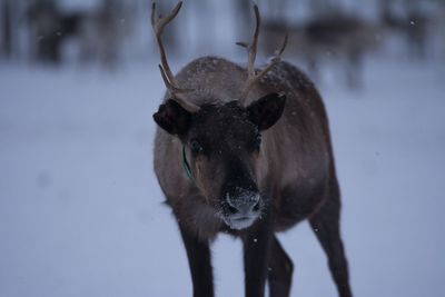 View of deer on snow covered field