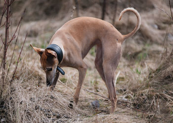 View of dog on field